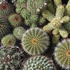 The saguaro cactus is a cactus that spawns in desert biomes. Cactus Seeds Mixed Varieties Ferry Morse Home Gardening 202 S Washington St Norton Ma 02766