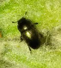 Although gardening stores often sell a range of insecticides, you can actually get rid of insects on fruit trees with products you probably have at home. Identifying Black Bugs On Apple Tree Help Helpfulgardener Com