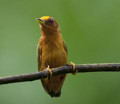 Sasia Abnormis Rufous Piculet Vogel Im Garten Spechte Wendehals