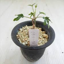 Image result for Adenia stenodactyla