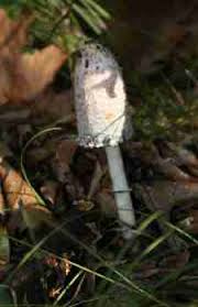 Image result for Coprinus comatus