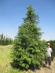 Image result for Metasequoia glyptostroboides