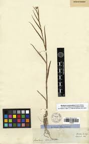 Image result for Aneilema lanceolatum