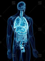 Human female body with internal organs schema flat infographic poster vector illustration. Human Internal Organ Stock Photos Offset