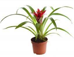Dianthus is a poisonous plant to cats and dogs. Bromeliad Scarlet Star Plant Guzmania Lingulata