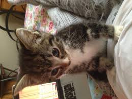 Maybe you would like to learn more about one of these? 10 Week Old Tabby Female Kitten Leicester Leicestershire Pets4homes