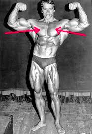 Pectoralis major ruptures have been increasing in incidence over the past decade, most likely attributable to physical activities, such as sports and weight training. Pectoralis Major Action Origin Insertion Video Lesson Transcript Study Com