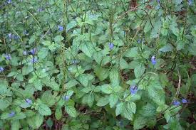 Image result for Stachytarpheta cayennensis