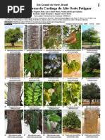 Image result for Eriocaulon angustibracteatum