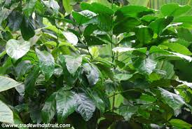 Image result for Coffea sp. A