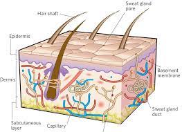 The Structure Of The Skin Is Composed Of Two Layers 1 The Epidermis Download Scientific Diagram