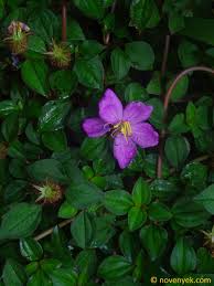 Image result for Heterotis rotundifolia