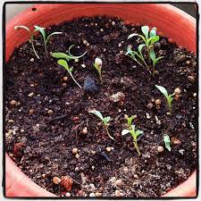 How To Grow Coriander Cilantro Noob Cook Recipes Growing Coriander Seed Germination Cilantro Plant