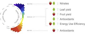 Red and blue grow lights. Optimal Red Blue Ratio In Led Lighting For Nutraceutical Indoor Horticulture Sciencedirect