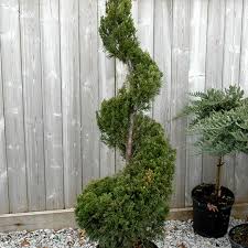 Image result for spiral cut juniper trees