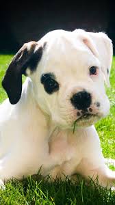 Therefore, calling a photo a black and white image is actually a misnomer. White Boxer Puppy With A Patch And A Black Ear What A Cutie Boxerdogs Boxer Whiteboxer Boxerpuppy Puppylove Boxer Puppies Boxer Dogs Brindle Boxer Dogs