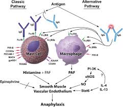 Anaphylaxis is usually caused by a reaction one of the following Anaphylaxis Lessons From Mouse Models Journal Of Allergy And Clinical Immunology