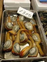 Image result for geoduck