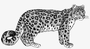 All images and logos are crafted with great workmanship. Big Image Snow Leopard Clipart Black And White Transparent Png 2375x1191 Free Download On Nicepng