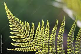 Image result for Pteridium aquilinum