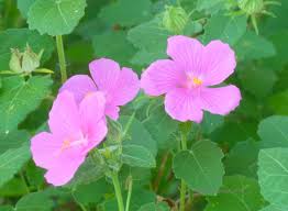 Image result for Pavonia rogersii