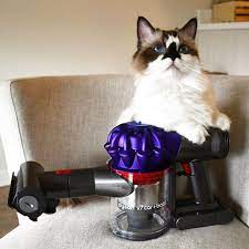 Albert Sheds Like Like No Other So We Are So Glad We Have Our Dyson V7 Car Boat Which Has The Strongest Suction Of Any Cordless Hand Munchkin Cat Dyson Shed
