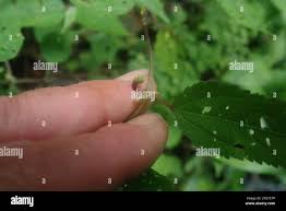 Image result for Triumfetta pilosa