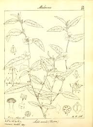 Image result for Sida acuta