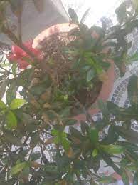 Pin On Gardening