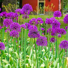 Breck S Purple Sensation Allium Bulbs 5 Pack 80503 The Home Depot Purple Flowers Garden Spring Garden Bulb Flowers