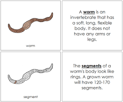 Pin On Zoology Nomenclature Color
