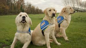 We did not find results for: Devenir Famille D Accueil Pour Chien Guide D Aveugles L Essentiel