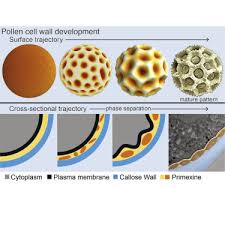 Sometimes it can be too complicated to use certain stage positions. Pollen Cell Wall Patterns Form From Modulated Phases Sciencedirect