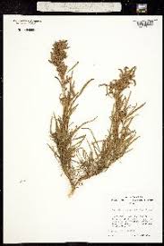 Image result for Amaranthus praetermissus