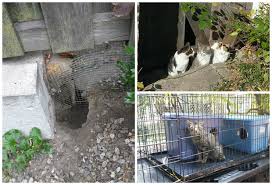 Is estimated to be between 50 and 80 million, and for many people, the feral cat population tip me frederick provides education and support in the management of feral cat colonies, stray cats and barn cats. In Lincoln Park Feral Cats Are A Popular Solution To Awful Rat Problem Lincoln Park Chicago Dnainfo