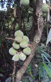 Image result for Lepisanthes senegalensis