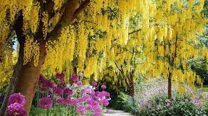 Interestingly, all parts of the tree are poisonous. Top 13 Flowering Trees For Small Gardens