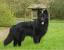 Baby Black German Shepherd