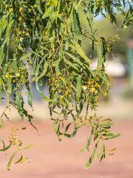 Image result for Acacia adenocalyx