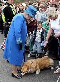 Oh Your Grace Cutie Corgi Bows To Queen Elizabeth Ii Britische Konigsfamilie Britische Monarchie Konigin Elisabeth