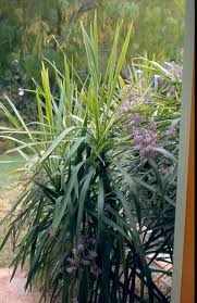 Image result for Cordyline stricta