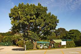 Image result for Ekebergia