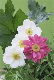Japanese Anemone Flowers By Archie Young Anemone Flower Anemone Love Flowers