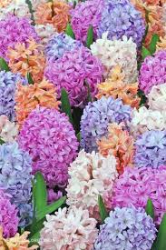 Our assortment hyacinth bulbs includes the strongest varieties in every available color. Hyacinth Hyacinth Flowers Beautiful Flowers Flower Garden