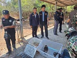 Frank Cuesta, detenido en Tailandia: el motivo detrás de su arresto