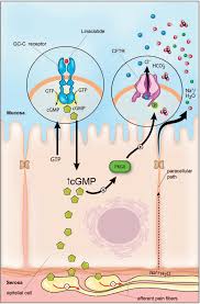 Image result for Linaclotide