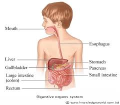 The small intestine is an organ of the digestive system that has the job of absorbing the nutrients and minerals from the food and liquid a person takes. Knowledge World General Knowledge Quiz Questions With Answers On Biology About The Digestive Organs And Digestion Part 1