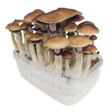 Pin On Magic Mushrooms For Sale