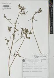 Image result for Indigofera subulata