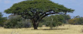 Shop comfortably, safe and secure online. Vachellia Species Camel Thorn Giraffe Thorn Vachellia Erioloba